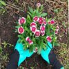 Famoy Claw Gardening Gloves for Planting, Famoy Garden Glove Claws Best Gift for Women - Image 3
