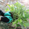 Famoy Claw Gardening Gloves for Planting, Famoy Garden Glove Claws Best Gift for Women - Image 4
